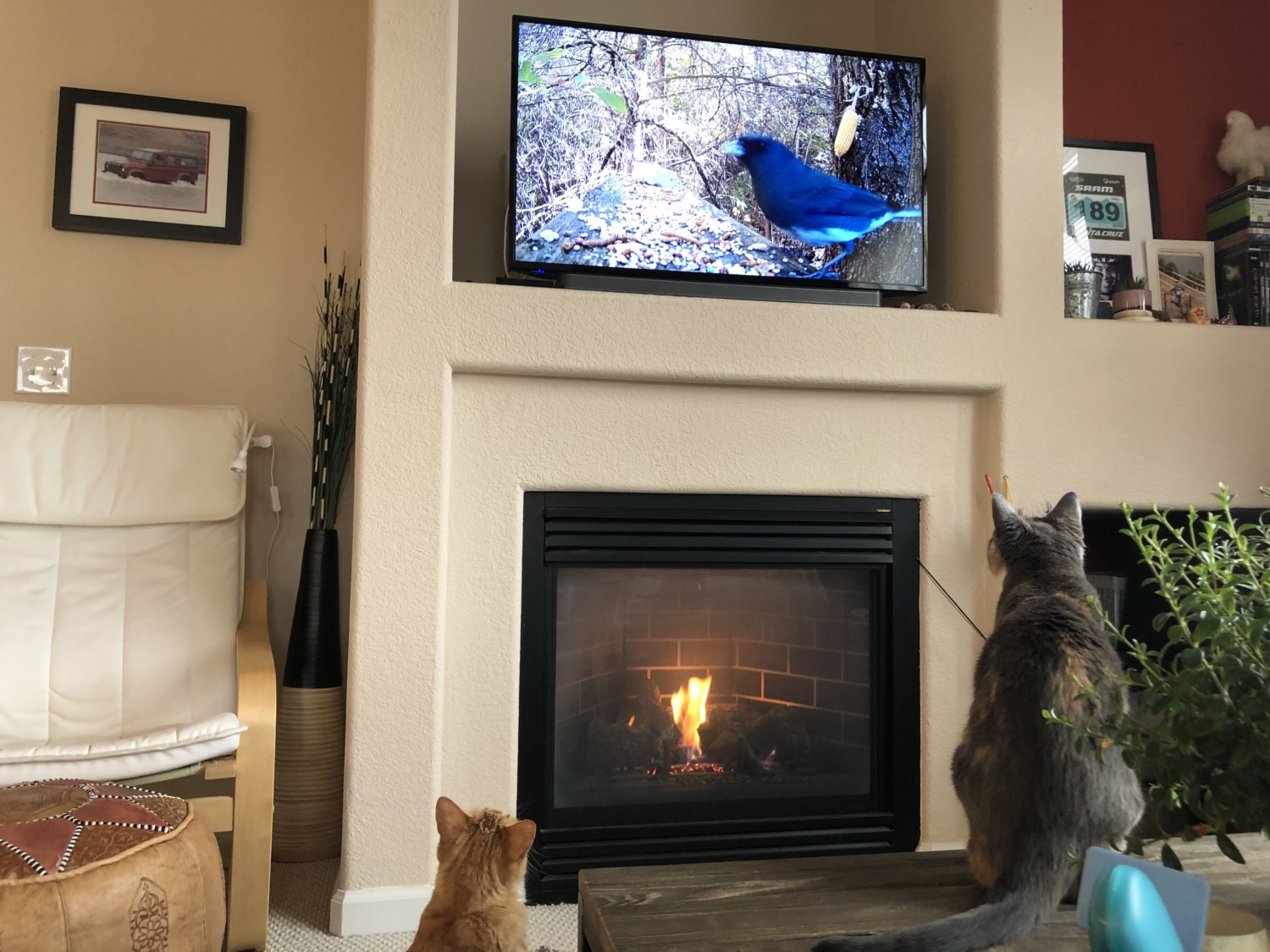How to Keep Cat from Knocking Over TV- 7 Ways for Doing It